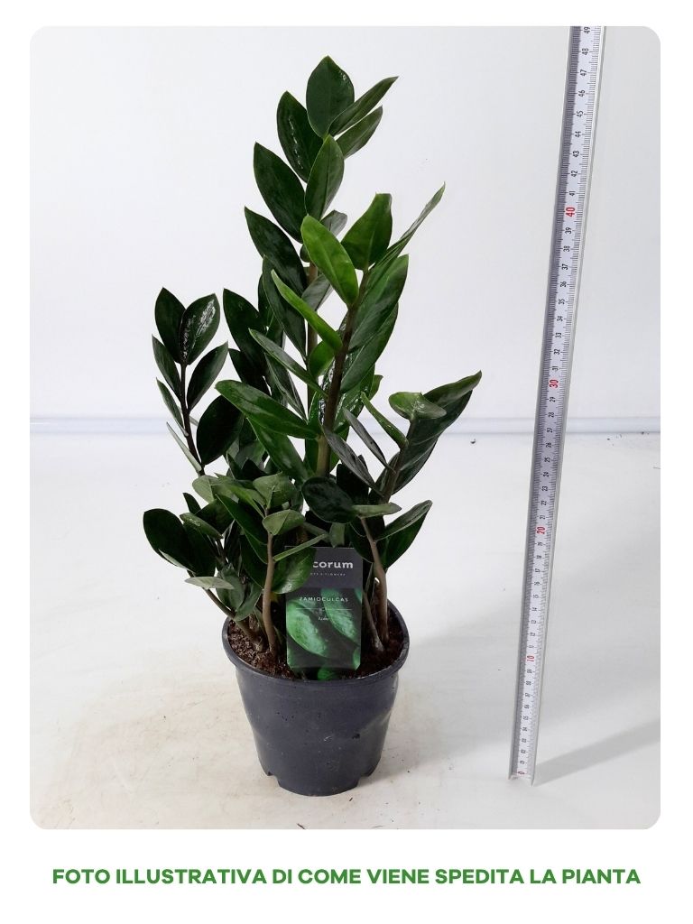 ZAMIOCULCAS ZAMIIFOLIA IN VASO DA 13CM