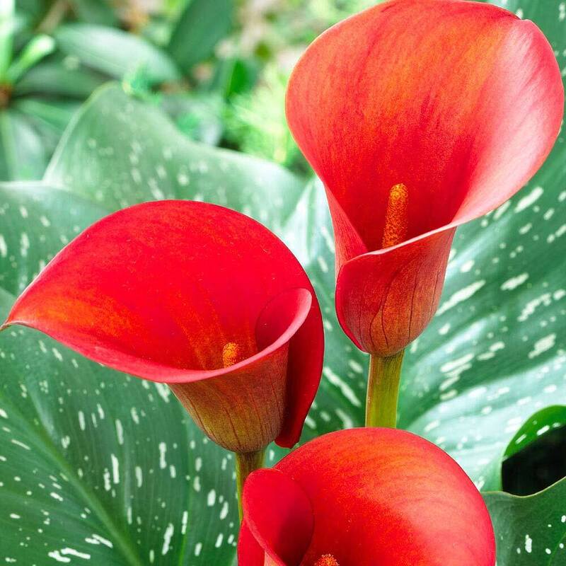CALLA ZANTEDESCHIA COLORE ASSORTITO VASO 15CM