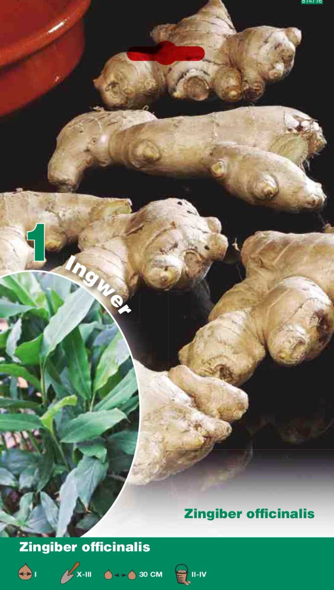 ZENZERO ZINGIBER OFFICINALIS (CONFEZIONE DA 1 PIANTA)