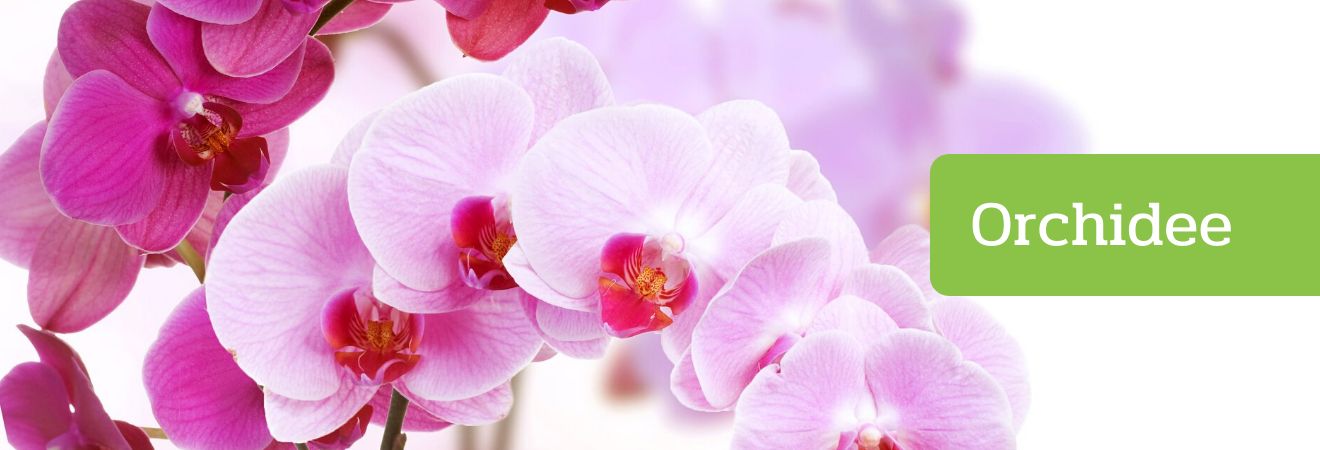 Acquista Orchidee su Peragashop