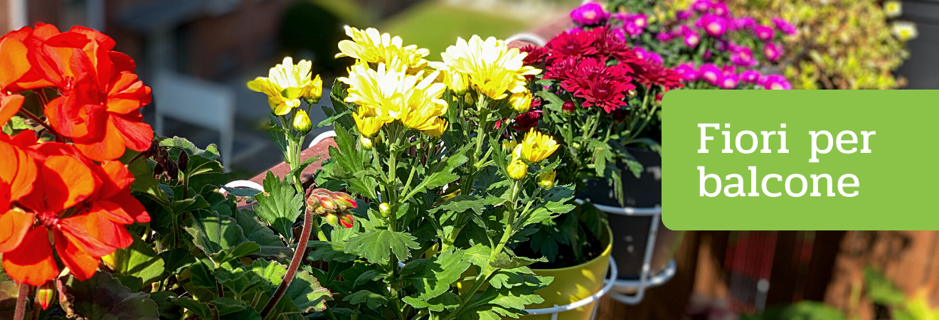 Acquista Fiori per Balcone su Peragashop