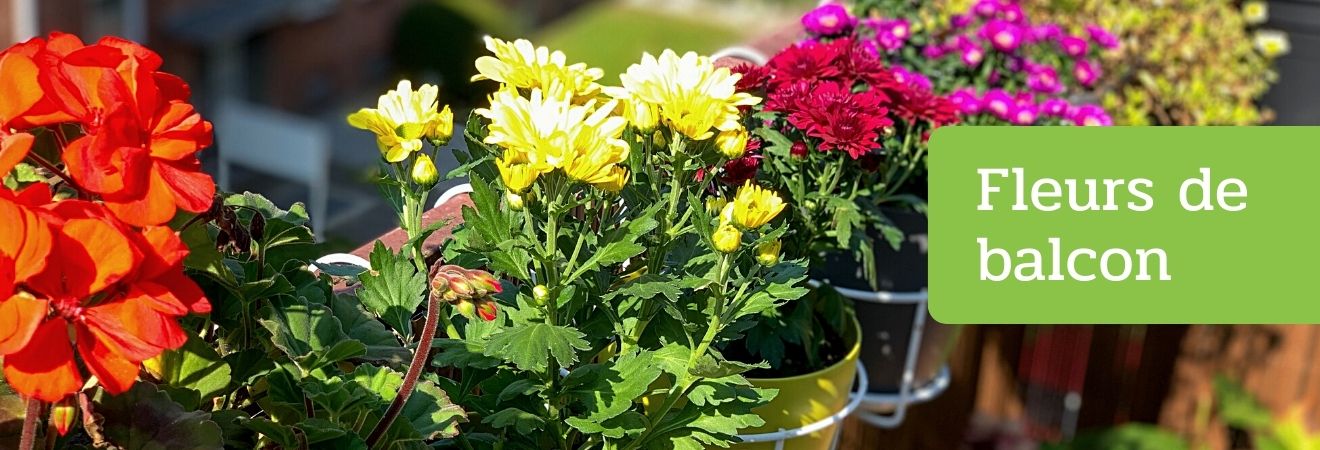 Fleurs de balcon