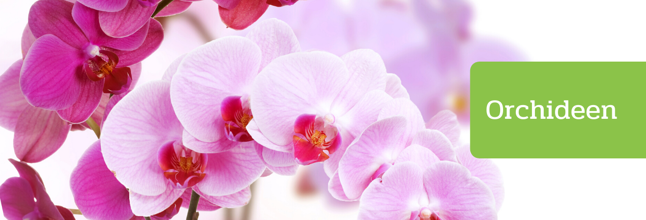 Orchideen