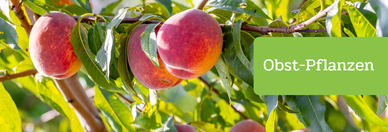 Obst-Pflanzen