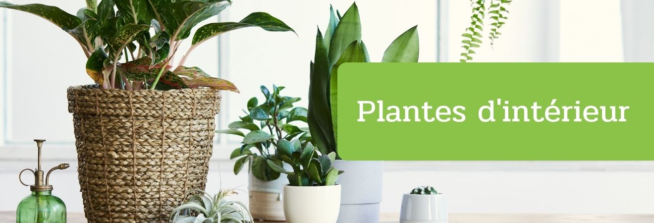 PLANTES D'INTÉRIEUR