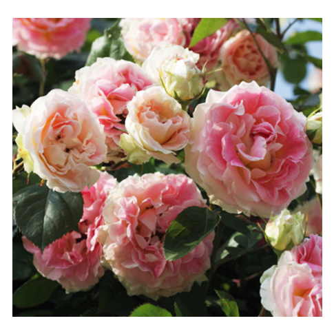 Rosa Rampicante Rimosa Meilland - Vaso 19cm, Fiori Gialli Profumati, Per Archi E Pergolati