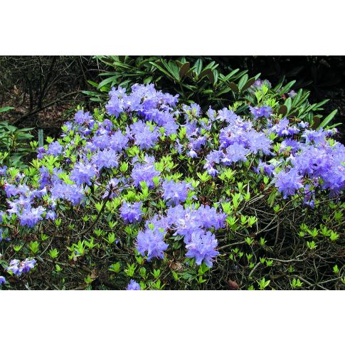 174_rhododendron-impeditum-blue-tit.jpg