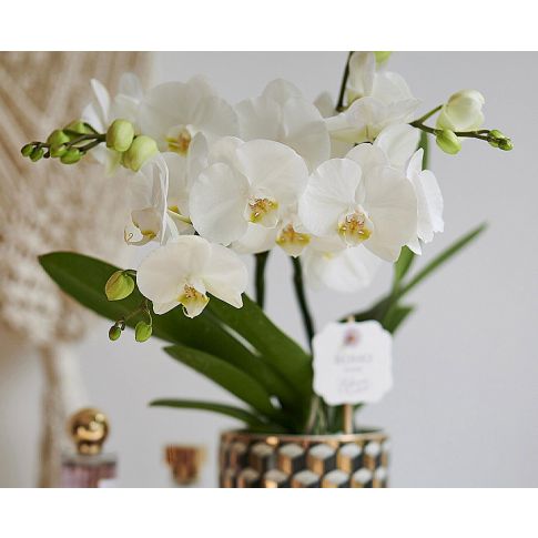 ORCHIDEA PHALAENOPSIS BOHO LOVE BIANCO VASO 12CM - Speciale Orchiday Online  Peragashop