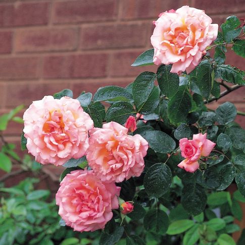 Rosa Rampicante Rimosa Meilland - Vaso 19cm, Fiori Gialli Profumati, Per Archi E Pergolati