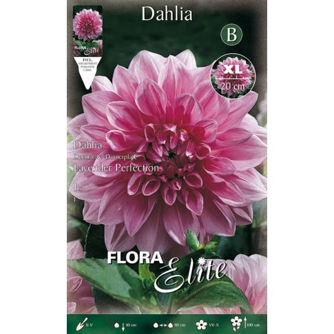 Bulbo di Dahlia decorative - Bulbi di dahlia/Bulbi da fiore/fiori da giardino 20 bulbi SPEDIZIONE GRATUITA Collezione Mix di Colori