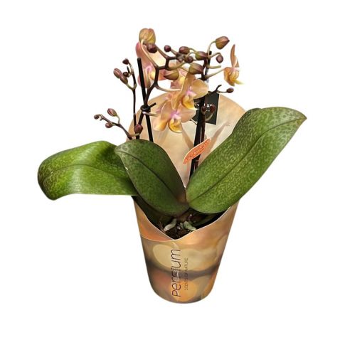Acquista Orchidee Online - Consegna in 24h