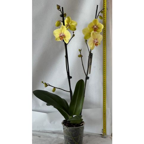 ORCHIDEA PHALAENOPSIS GRANDIFLORA 2 RAMI VASO 10CM - Orchidee