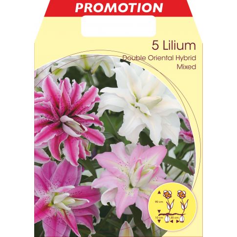 Bulbo di Dahlia decorative - Bulbi di dahlia/Bulbi da fiore/fiori da giardino 20 bulbi SPEDIZIONE GRATUITA Collezione Mix di Colori