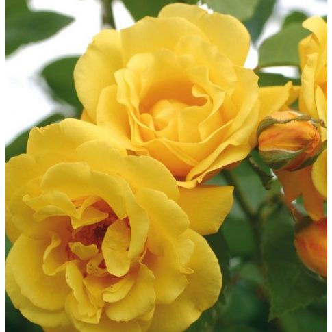 Rosa Rampicante Rimosa Meilland - Vaso 19cm, Fiori Gialli Profumati, Per Archi E Pergolati