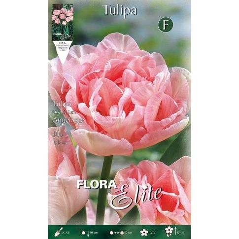 Angelique 50 pezzi TULIPANI tulipa calibro 10-11 