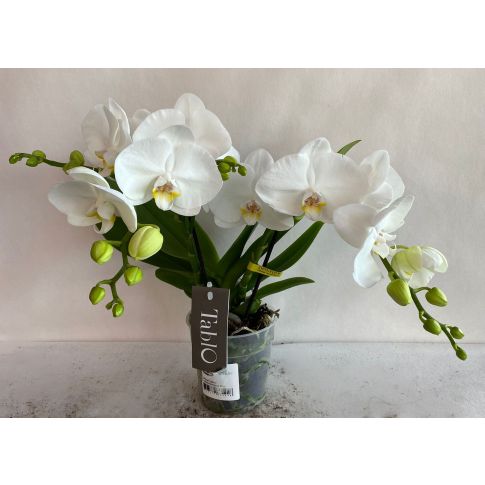 ORCHIDEA PHALAENOPSIS TABLO BIANCO CHAMPAGNE 2 RAMI VASO 12CM - Speciale  Orchiday Online Peragashop