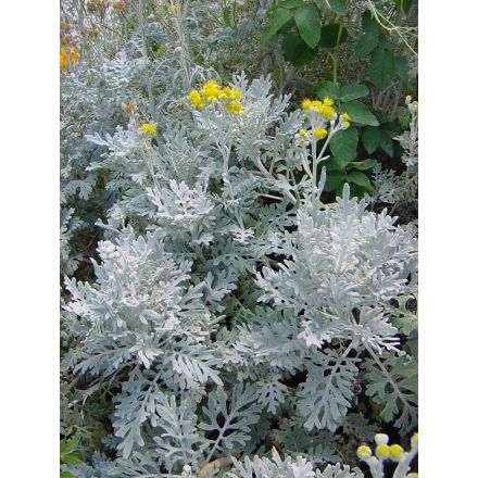 CINERARIA MARITIMA VASO 12CM