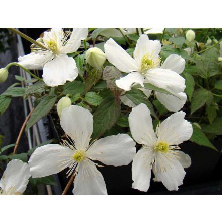 CLEMATIDE MONTANA GRANDIFLORA VASO 16CM