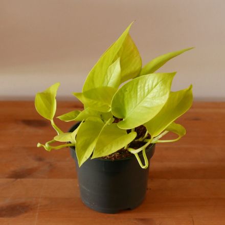 EPIPREMNUM PINN GOLDEN POTHOS VASO 12CM