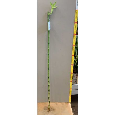 LUCKY BAMBOO 100CM (BAMBÙ DELLA FORTUNA)
