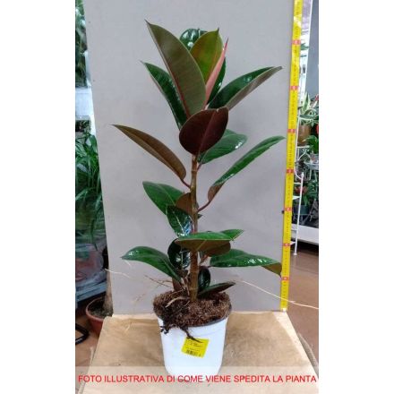 FICUS ROBUSTA VASO 17CM
