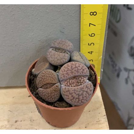 LITHOPS VARIETA' PLEIOSPILOS BOLUSII COLORE ASSORTITO VASO 5CM