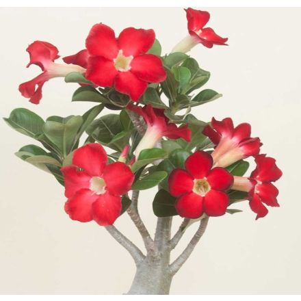 ADENIUM ROSSO O ROSA DEL DESERTO VASO 14CM