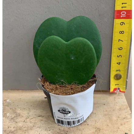 HOYA KERRII DOPPIA FOGLIA FIORE DI CERA VASO DA 6 A 7,5CM