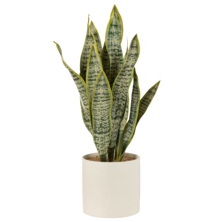 PIANTA SANSEVIERIA + VASO, VERDE, EXTRA LARGE