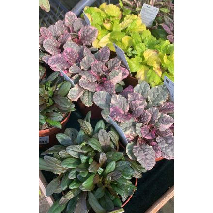 3 PIANTE DI AJUGA REPTANS MIX DI VARIETA' VASO 10.5CM