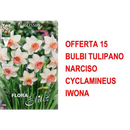 OFFERTA 15 BULBI NARCISO CYCLAMINEUS IWONA