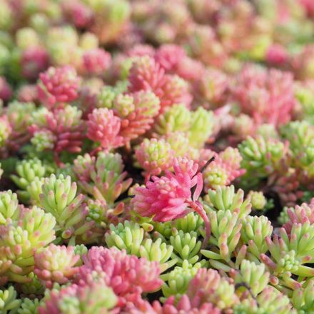 SEDUM IN MIX ASSORTITO VASO 13CM