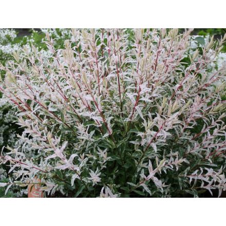 SALIX SALICE FLAMINGO VASO 17CM