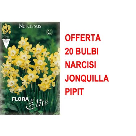 ANGEBOT 20 NARCISO JONQUILLA PIPIT LAMPEN