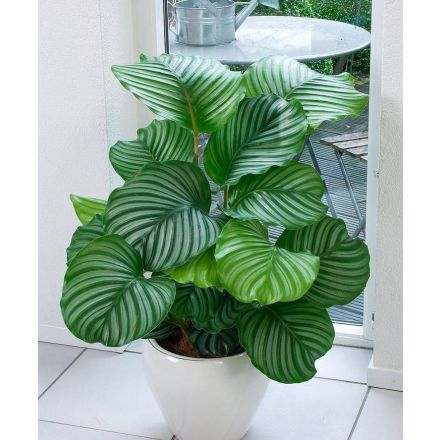 CALATHEA ORBIFOLIA IN VASO 14CM