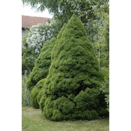 PICEA GLAUCA CONICA VASO 16CM