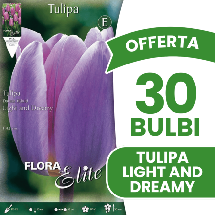 OFFERTA 30 BULBI TULIPANO DARWIN LIGHT AND DREAMY