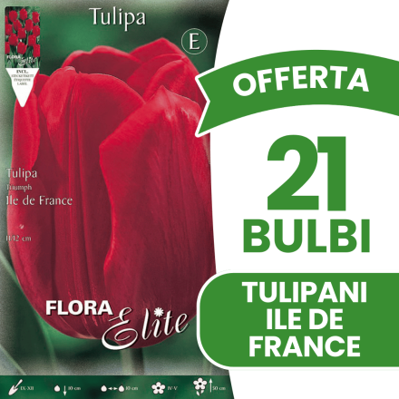 OFFERTA 21 BULBI TULIPANO TRIUMPH ILE DE FRANCE