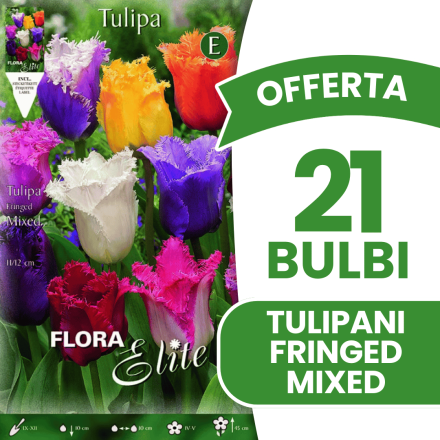 OFFERTA 21 BULBI TULIPANO SFRANGIATI MIX DI COLORI