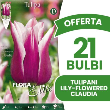 OFFERTA 21 BULBI TULIPANO LILYFLOWERING CLAUDIA