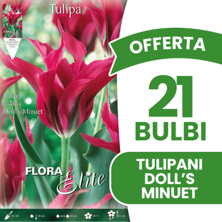 OFFERTA 21 BULBI TULIPANO VIRIDIFLORA DOLL'S MINUET