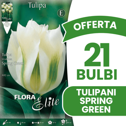 OFFERTA 21 BULBI TULIPANO VIRIDIFLORA SPRING GREEN