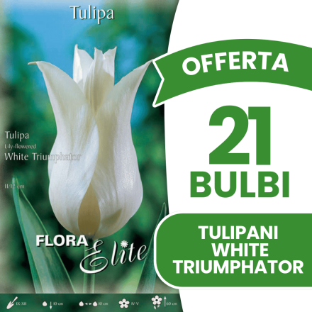 OFFERTA 21 BULBI TULIPANO LILYFLOWERING TRIUMPHATOR