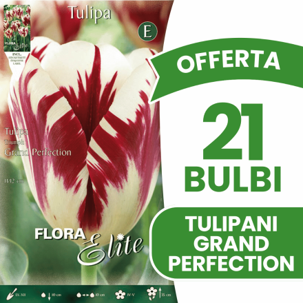 OFFERTA 21 BULBI TULIPANO TRIUMPH GRAND PERFECTION