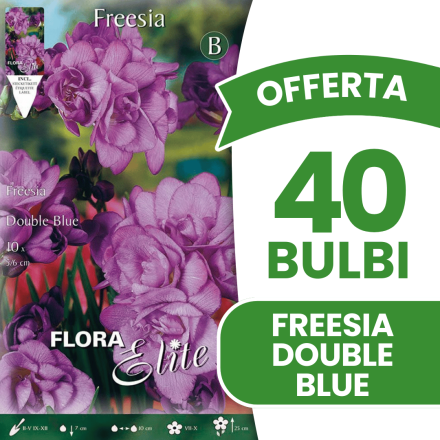 OFFERTA 40 BULBI FREESIA DOUBLE BLUE