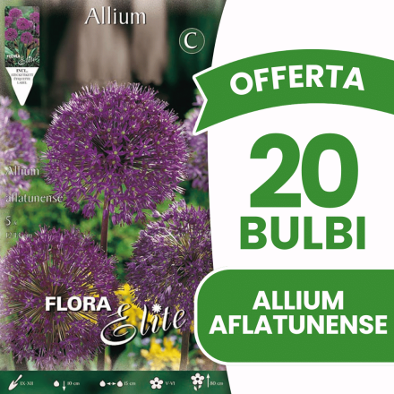 OFFERTA 20 BULBI ALLIUM AFLATUNENSE