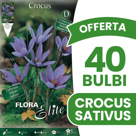 CROCUS SATIVUS (LOT DE 10 BULBES)