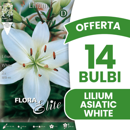 OFFERTA 14 BULBI LILIUM ASIATIC WHITE