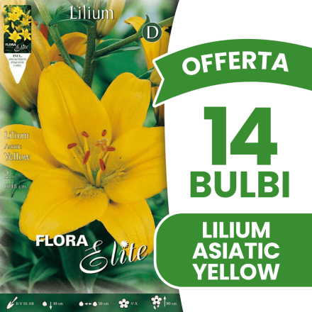 OFFERTA 14 BULBI LILIUM ASIATIC GIALLO