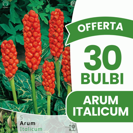 OFFERTA 30 BULBI ARUM ITALICUM
